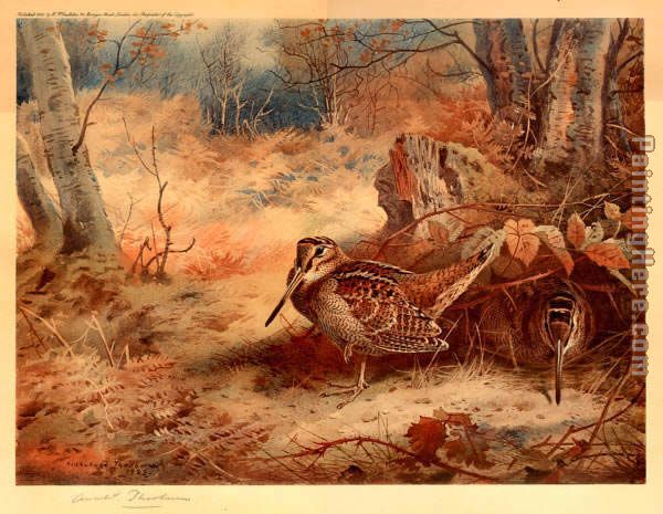 Woodcock painting - Archibald Thorburn Woodcock art painting